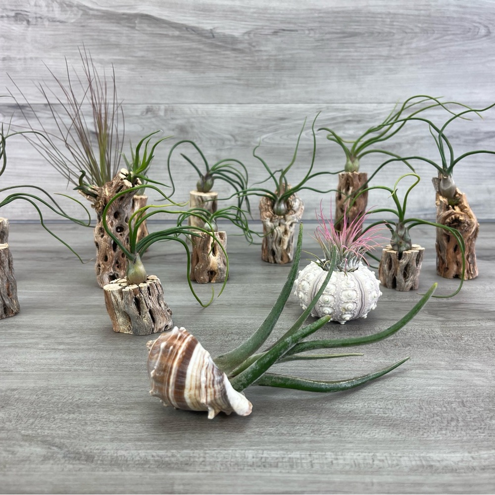 🔆AIR PLANT DRYED CACTUS 🔆 REAL PLANTS DECOR - Picture 9 of 9